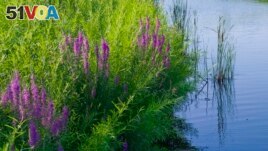 Purple Loosestrife (left) is an invasive plant that threatens food sources and habitat for wildlife. The Blazing Star also called gay feather (right) is a recommended alternative for invasive purple loosestrife. (Chicago Botanic Garden via AP, left, and Jessica Damiano via AP)
