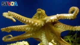 In this file photo, an octopus swims at a zoo in Frankfurt, Germany on Friday, Nov. 25, 2005. (AP Photo/Bernd Kammerer, File)