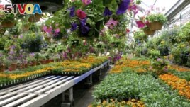 This image provided by Jeff Lowenfels shows healthy cell packs of flower starts for sale on May 1, 2017. (Jeff Lowenfels via AP)