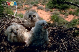 Great horned owl chicks sit in their nest