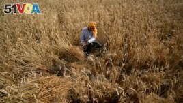A farmer harvests wheat on the outskirts of Jammu, India, Thursday, April 28, 2022. (AP Photo/Channi Anand)