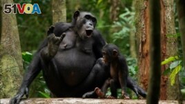 A wild female chimpanzee produces vocalization in the Tai National Park in Ivory Coast in this undated handout image. (Liran Samuni/Tai Chimpanzee Project/Handout via REUTERS )