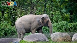 In this October 2, 2018 file photo, Bronx Zoo elephant Happy walks in the zoo's Asia Habitat in New York. (AP Photo/Bebeto Matthews, File)
