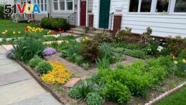 A rowhouse in New Rochelle, N.Y., has a front yard full of flowers and other plants, while neighboring houses have lawns of grass. Many people are converting parts of their lawns into planting beds for a variety of flowers, perennials and edible plants. (AP Photo/Julia Rubin)