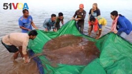 Local fishermen stand with a rescued giant freshwater stingray hooked by a fisherman's net at the Mekong River, in Stung Treng province, Cambodia May 5, 2022. (University of Nevada/Handout via REUTERS)