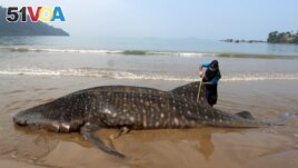 FILE - An officer measures the size of a whale shark, stranded at Teluk Betung beach in South Pesisir regency, West Sumatra province, Indonesia October 8, 2019 in this photo taken by Antara Foto. (Antara Foto/Muhammad Arif Pribadi/via Reuters) 