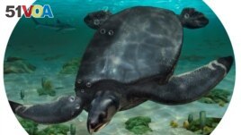 An illustrated reconstruction of the large Cretaceous Period sea turtle Leviathanochelys aenigmatica, which lived about 83 million years ago. (ICRA_Arts/Museu de la Conca Della - Institut Catala de Paleontologia Miquel Crusafont/Handout via REUTERS)