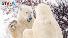 In this file photo, polar bears spar near the Hudson Bay community of Churchill, Manitoba, Canada November 20, 2021.<I>&#</I>160;(REUTERS/Carlos Osorio/File Photo)