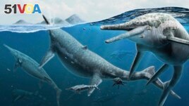 This illustration provided by the Smithsonian National Museum of Natural History in December 2022 depicts a group of adult and newly born Triassic shonisaurus ichthyosaurs. (Gabriel Ugueto/NMNH via AP)