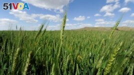 Hybrid wheat will be ready to harvest by mid-June at the bio-technology company Syngenta's research farm near Junction City, Kansas, U.S. May 4, 2017. (REUTERS/Dave Kaup)