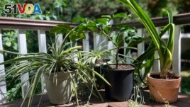 This Aug. 31, 2022, image provided by Jessica Damiano shows houseplants vacationing outdoors over summer. They will need to undergo a gradual transition back into the home to avoid shock. (Jessica Damiano via AP)