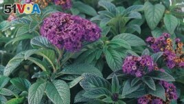 This image provided by Proven Winners shows a sweetly scented heliotrope flower, an old-time garden favorite. (Proven Winners via AP)