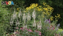 This June 2020 image provided by Debbie Roos shows North Carolina native plants growing in the demonstration Pollinator Paradise Garden in Pittsboro, N.C. (Debbie Roos/NC Cooperative Extension via AP)