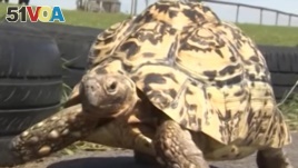 Fastest Tortoise