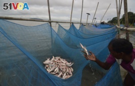 FILE - A fisherman collects small fish caught with mosquito nets in the Brahmaputra River, in Gauhati, India, Aug. 5, 2013.