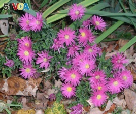 This undated photo shows New York asters (aster novae-belgii) in New Paltz, N.Y. Asters can be enjoyed in the garden as well as in the wild. (AP Photo/Lee Reich)