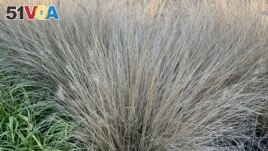Jeff Lowenfels writes that clumps of African fountain grass can be used to replace standard lawn grass. Tall, clumping grasses are ideal for reducing the size of lawns, a worthy goal this year. (Jeff Lowenfels via AP)