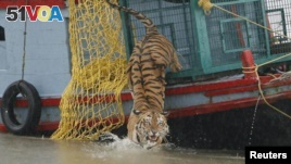 FILE - A male tiger is released into the waters of the river Harikhali at the Sundarbans delta forest, about 150 km (93 miles) south of the eastern Indian city of Kolkata, July 22, 2009. 