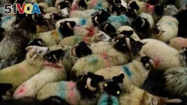 Sheep are herded at the Teagasc Agriculture and Food Development Authority in it's Mellows Campus in Athenry, Ireland, August 31, 2021. (REUTERS/Clodagh Kilcoyne)