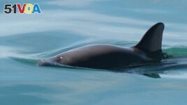 This undated photo provided by The National Oceanic and Atmospheric Administration shows a vaquita porpoise. On Thursday, July 26, 2018. (Paula Olson/NOAA via AP)