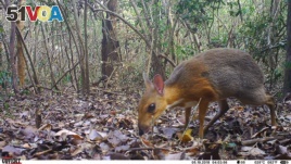 Photo of a silver-backed chevrotain. (Southern Institute of Ecology/Global Wildlife Conservation/Leibniz Institute for Zoo and Wildlife Research/NCNP)