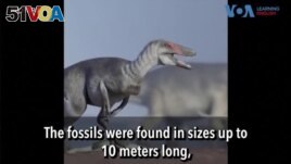  Scientists Find Dinosaur Fossils in Patagonia