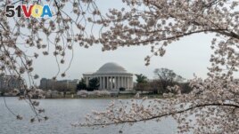 Thomas Jefferson Memorial is seen amid cherry trees that are in full bloom around the Tidal Basin in Washington, Tuesday, March 22, 2022. (AP Photo/Gemunu Amarasinghe)