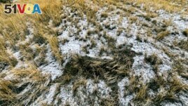 In this photo provided by Jaden Bales, the outline of a mule deer that was struck by a car and claimed for food using a new state of Wyoming roadkill app is seen in grass and snow near U.S. 287 south of Lander on Feb. 21, 2022. (Jaden Bales via AP)
