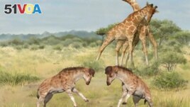 Intermale competitions involving members of the giraffe family are seen in an undated illustration. In the foreground, two males of the extinct species Discokeryx xiezhi are seen. (Wang Yu and Guo Xiaocong/Handout via REUTERS)