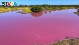 This Nov. 8, 2023, photo provided by Leslie Diamond shows the pond at the Kealia Pond National Wildlife Refuge on Maui, Hawaii, that turned pink on Oct. 30, 2023. (Leslie Diamond via AP)
