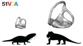 Size differences between inner ears (in grey) of warm-blooded mammaliamorphs (on the left) and cold-blooded, earlier synapsids (on the right). Inner ears are compared for animals of similar body sizes.Romain David and Ricardo Araujo/Handout via REUTERS. 
