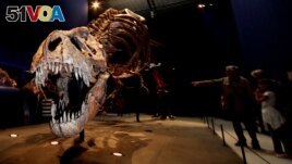 FILE - Visitors look at a 67 million year-old skeleton of a Tyrannosaurus Rex dinosaur, named Trix, during the first day of the exhibition A T-Rex in Paris at the French National Museum of Natural History in Paris, France, June 6, 2018. ( REUTERS/Philippe Wojazer)