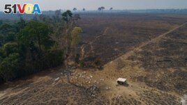 In this file photo, cattle graze on land recently burned and deforested by cattle farmers near Novo Progresso, Para state, Brazil, on Aug. 23, 2020. (AP Photo/Andre Penner, File)
