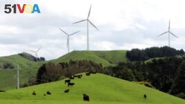 FILE - Cows graze near wind farms on the east coast region of Hawke's Bay, New Zealand October 30, 2020. (REUTERS/Praveen Menon)