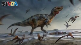 Artist's illustration shows a large meat-eating dinosaur dubbed the White Rock spinosaurid, whose remains dating from about 125 million years ago during the Cretaceous Period were unearthed on England's Isle of Wight. (Anthony Hutchings/Handout via REUTERS)