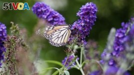 This image provided by John Damiano shows a monarch butterfly on Aug. 18, 2021, in Glen Head, N.Y. The use of chemicals against garden pests threatens bees, butterflies and other pollinators. (John Damiano via AP)