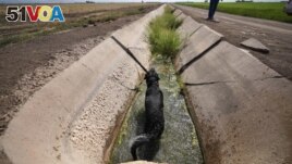 Farmer Larry Cox walks as his dog, Brodie, soaks in a water canal at his farm Aug. 15, 2022, near Brawley, Calif. (AP Photo/Gregory Bull)
