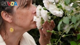 A visitor smells a rose as she attends the Chelsea Flower Show in London, Britain, May 26, 2022. (REUTERS/Toby Melville)