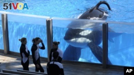 Killer whale Tilikum, right, watches as SeaWorld Orlando trainers take a break during a training session at the theme park's Shamu Stadium in Orlando, Fla. SeaWorld officials say the killer whale responsible for the death of a trainer is very sick, in this Monday, March 7, 2011, file photo.  (AP Photo/Phelan M. Ebenhack)