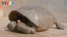 In this photo released by the Galapagos National Park, a Chelonoidis phantasticus tortoise rests at Galapagos National Park in Santa Cruz Island, Galapagos Islands, Ecuador, Wednesday, Feb. 20, 2019. (Galapagos National Park via AP)