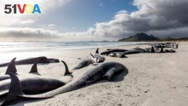 A string of dead pilot whales line the beach at Tupuangi Beach, Chatham Islands, in New Zealand's Chatham Archipelago, Saturday, Oct. 8, 2022. (Tamzin Henderson via AP)