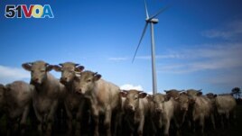 FILE - Cattle gather in a field near a wind turbine in the Landes de Couesme wind farm near La Gacilly, western France, April 26, 2014. (REUTERS/Stephane Mahe/File Photo)