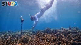 A researcher deploys a hydrophone, which helps to record underwater soundscape for a pilot project using artificial intelligence system to identify reef health in South Sulawesi, Indonesia, June 24, 2019. (Tim Lamont/University of Exeter/Handout via REUTERS)