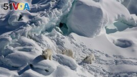 An adult female polar bear, left, and two 1-year-old cubs walk over snow-covered freshwater glacier ice in Southeast Greenland in March 2015. (Kristin Laidre via AP)