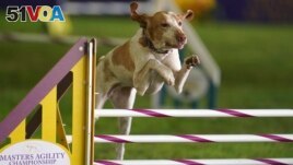 Elvira, a bracco Italiano, competes in the 24 inch class at the Masters Agility Competition during the 146th Westminster Dog Show on, June 18, 2022 in Tarrytown, N.Y. (AP Photo/Vera Nieuwenhuis, File)