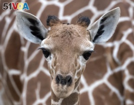 A giraffe baby stands in front of her mother 'Dhakija' at the zoo in Erfurt, Germany, Monday, April 27, 2015.(AP Photo/Jens Meyer)