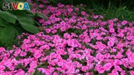 This image provided by Ball Horticultural shows a bed of Bounce Pink Flame impatiens growing in a garden bed. (Ball Horticultural via AP)