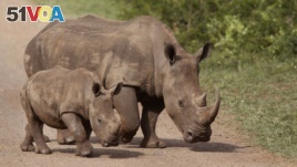 FILE - Rhinos walk in the Hluhluwe-Imfolozi game reserve in South Africa, Dec. 20, 2015. 