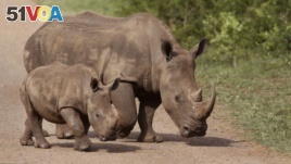 Rhinos walk in the Hluhluwe-Imfolozi game reserve in South Africa, Dec. 20, 2015. The country is considering partially legalizing the trade in rhino horn.