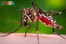A photo provided by the Centers for Disease Control and Prevention shows a female Aedes aegypti mosquito acquiring a blood meal from a human host. (Reuters)